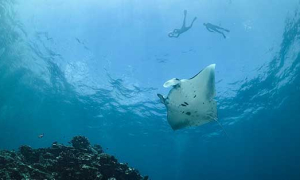 Nusa Penida Snorkeling Tour