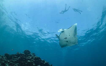 Nusa Penida Snorkeling Tour