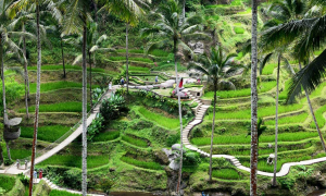 Ubud Tour - Tegalalang Rice Terace