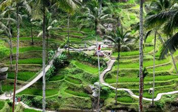 Ubud Tour - Tegalalang Rice Terace