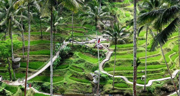 Ubud Tour - Tegalalang Rice Terace
